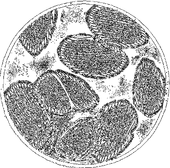Занимательная зоология i_018.png