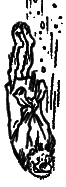 Понедельник начинается в субботу (с илл., 1-е изд. 1965г.) clipboard44.png