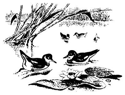 Плавунчик (с илл.) pic_12.jpg