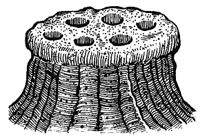 Румо и чудеса в темноте. Книга II _8_in5.png