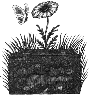 Румо и чудеса в темноте. Книга I _21_shkatulk.png