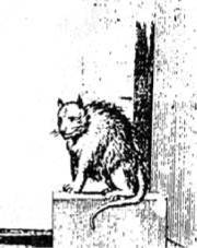 Энциклопедия языческих богов. Мифы древних славян i_276.jpg