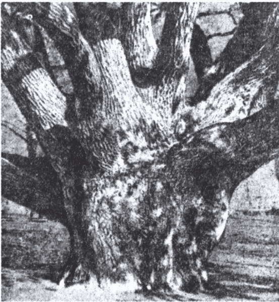 Князь Рюрик и его время i_083.jpg