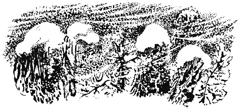 Медовый дождь i_011.png
