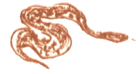 Медовый дождь i_049.png