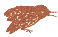 Медовый дождь i_052.png