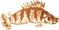 Медовый дождь i_110.png