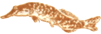 Медовый дождь i_114.png