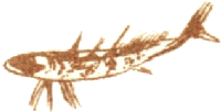 Медовый дождь i_115.png