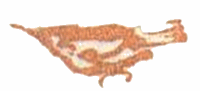 Медовый дождь i_025.png