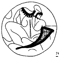 Вино в потоке образов pic_75.png