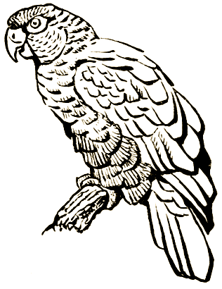 Пернатые артисты i_003.png