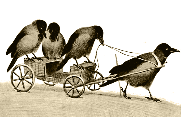 Пернатые артисты i_011.png
