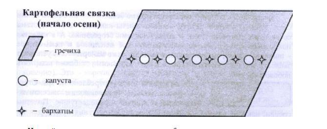 Меланжевый огород i_016.jpg