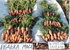 Манна с небес — в огород. Всемогущая сидерация i_017.jpg