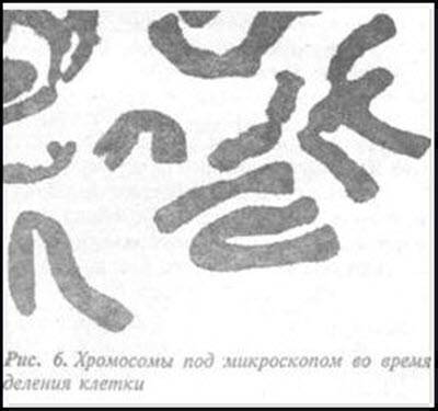 Загадка Фестского диска и змеепоклонники i_036.jpg