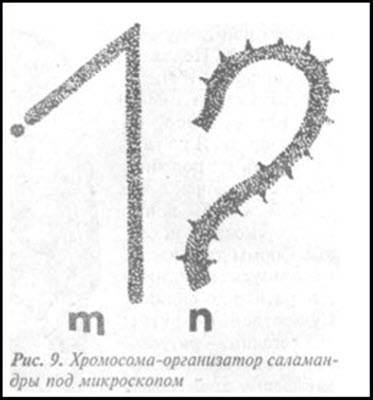 Загадка Фестского диска и змеепоклонники i_039.jpg
