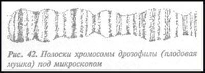 Загадка Фестского диска и змеепоклонники i_073.jpg