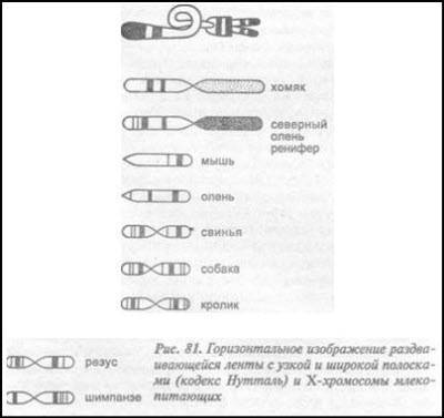 Загадка Фестского диска и змеепоклонники i_114.jpg