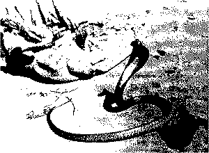 Индия в зеркале веков i_142.png