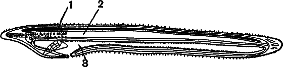 Гомункулус i_208.png