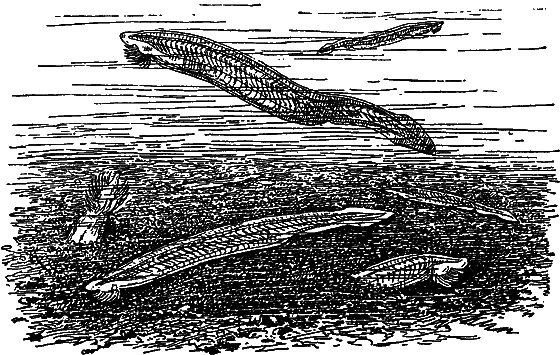 Гомункулус i_209.png