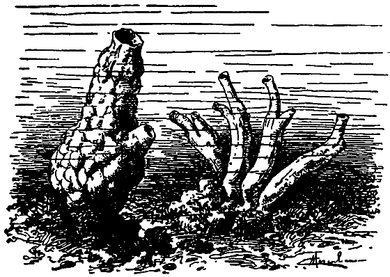 Гомункулус i_211.png