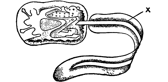 Гомункулус i_212.png