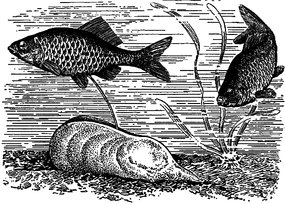 Гомункулус i_222.png