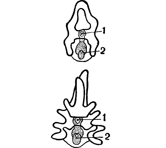Гомункулус i_230.png