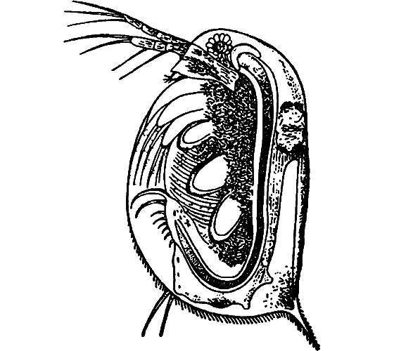 Гомункулус i_233.png