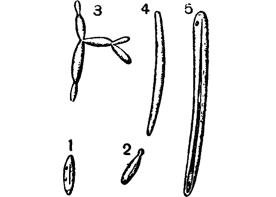 Гомункулус i_235.png