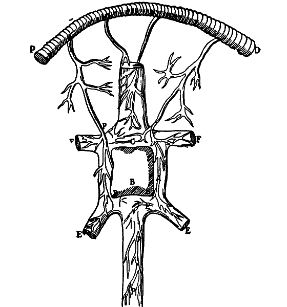 Гомункулус i_028.png