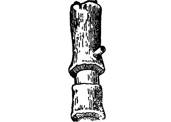 Гомункулус i_030.png