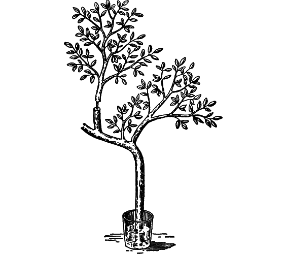 Гомункулус i_031.png
