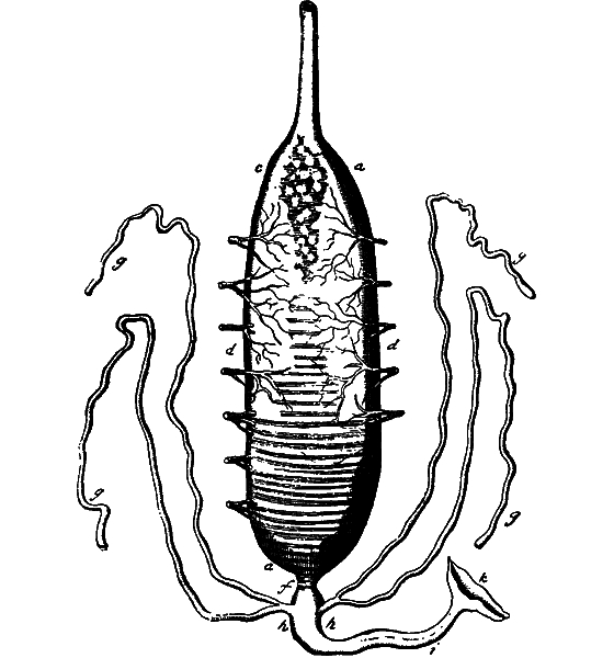 Гомункулус i_037.png