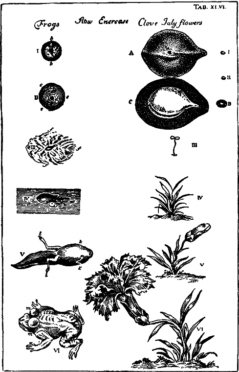 Гомункулус i_041.png