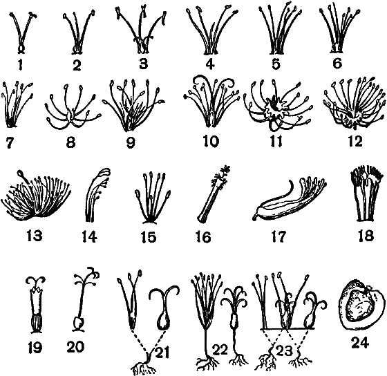 Гомункулус i_067.png