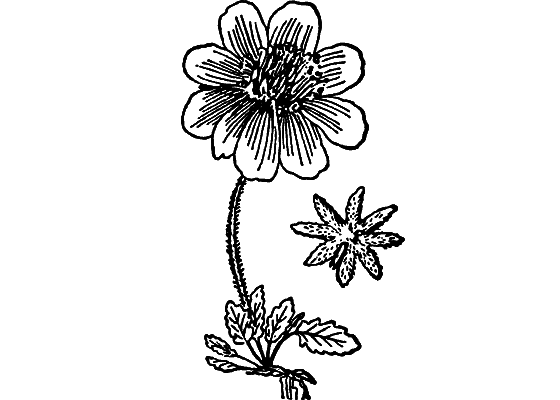 Гомункулус i_068.png