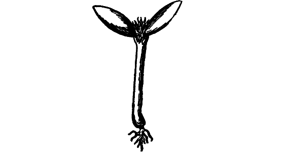 Гомункулус i_084.png