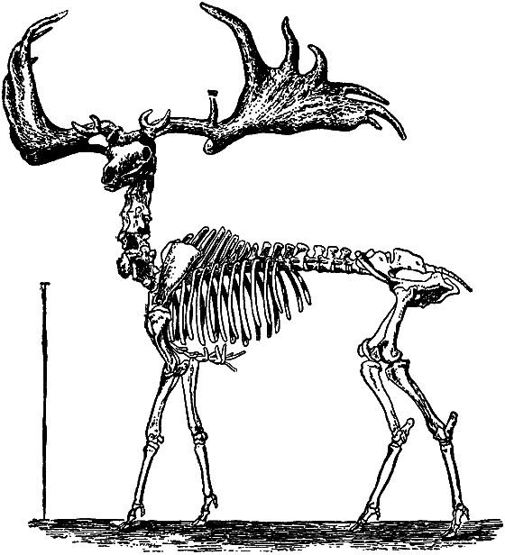 Гомункулус i_096.png