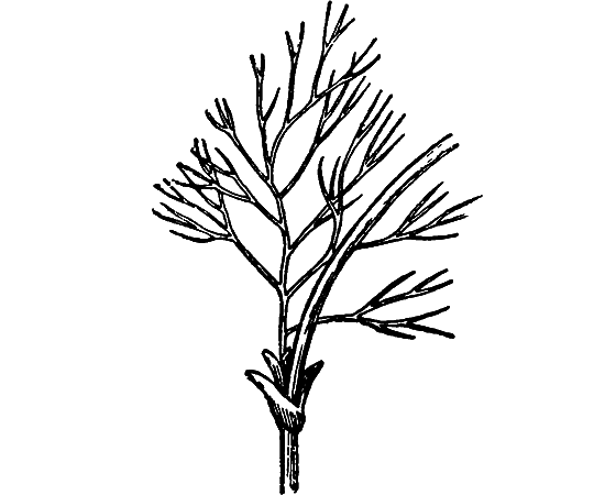 Гомункулус i_106.png