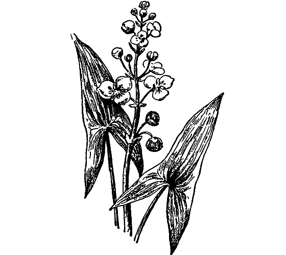 Гомункулус i_107.png