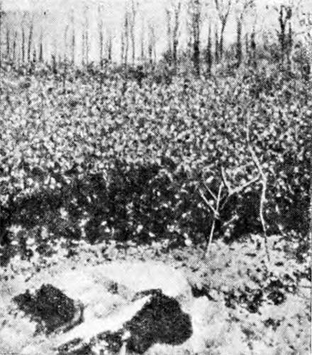 Гомункулус i_144.jpg