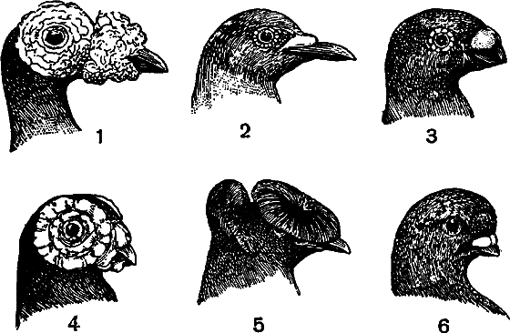 Гомункулус i_146.png