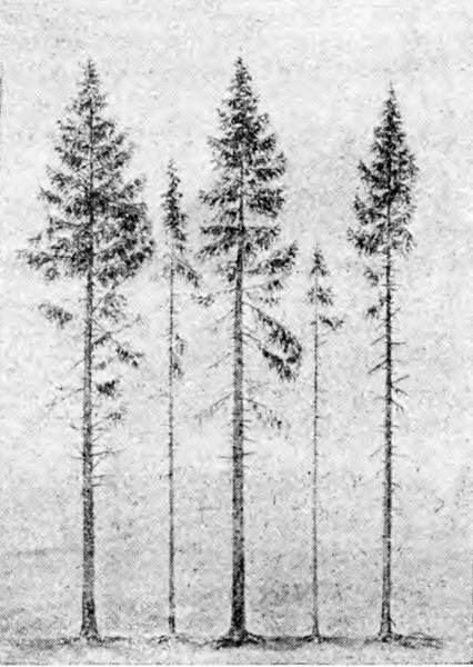 Гомункулус i_148.jpg