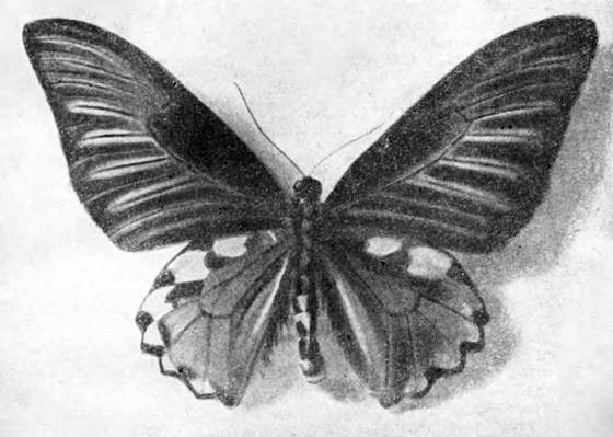 Гомункулус i_159.jpg