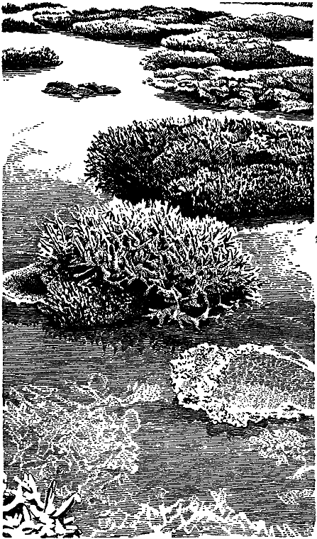 Гомункулус i_172.png