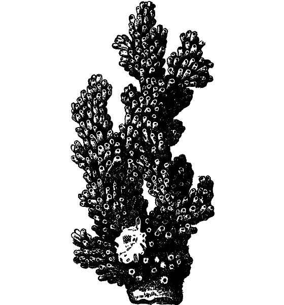 Гомункулус i_174.png