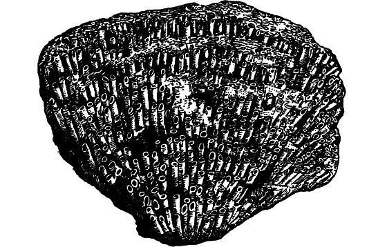 Гомункулус i_175.png